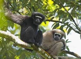 Hoolock Gibbon upsc | What are Gibbon?