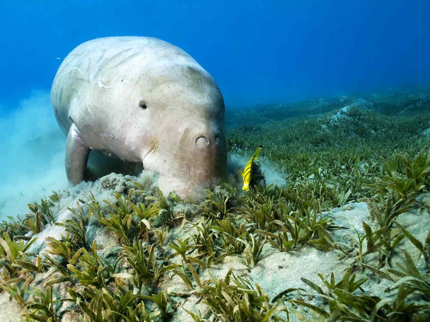 Seagrass Meadows on the Ocean Floor