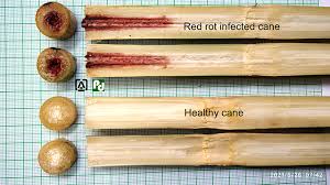 Red Rot Disease upsc